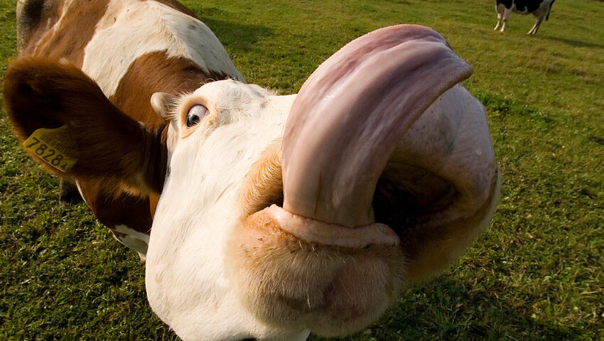 Long-tongued cow.