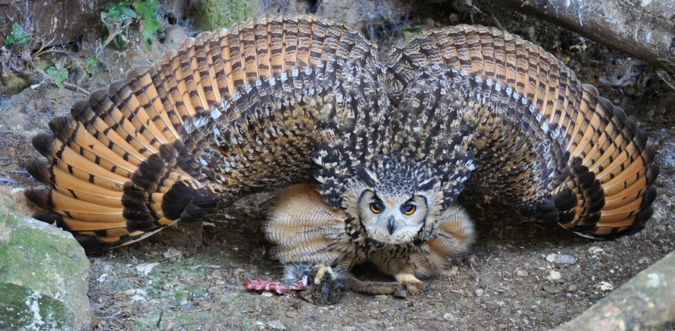 Owl spreading its wings.
