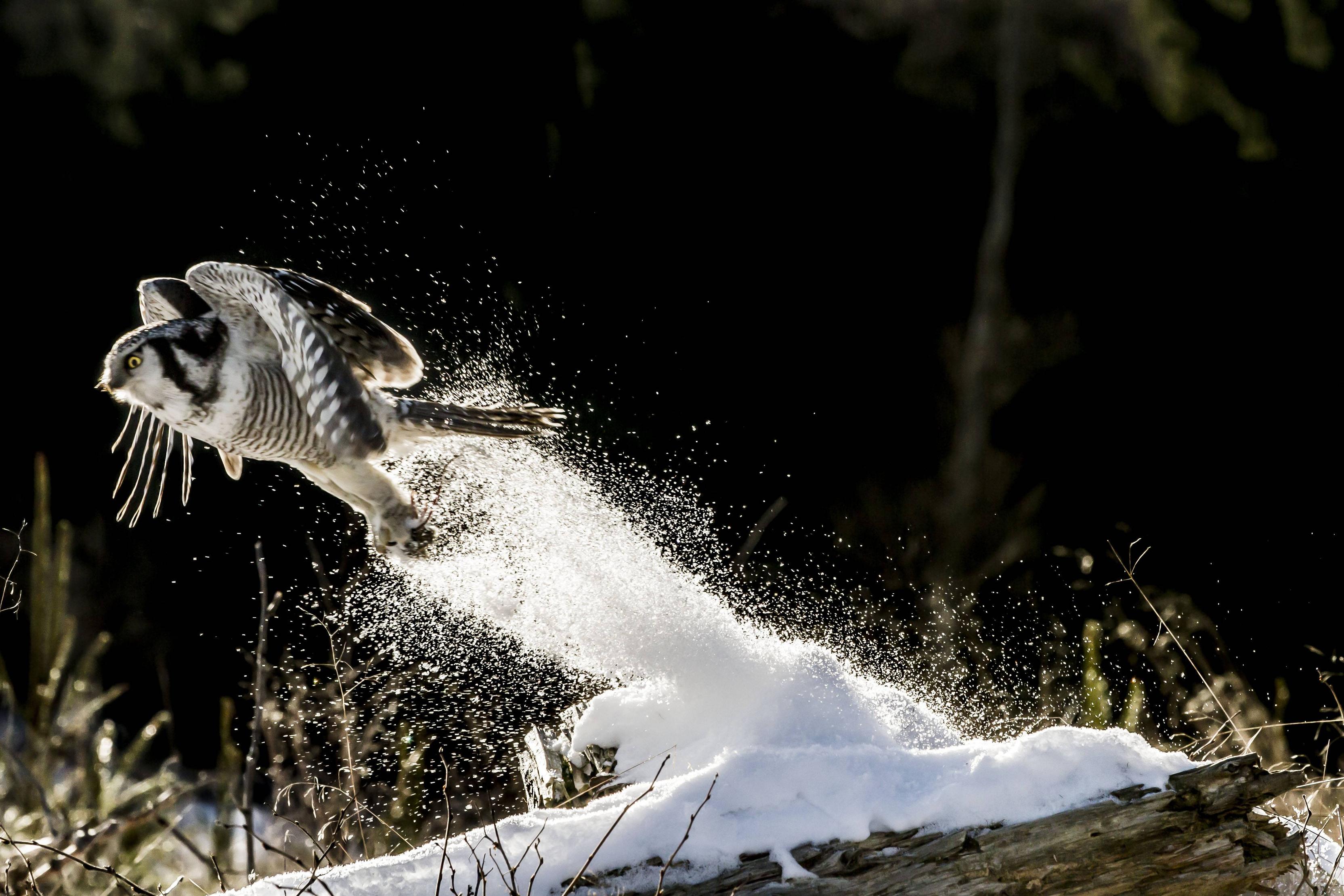 Superb owl
