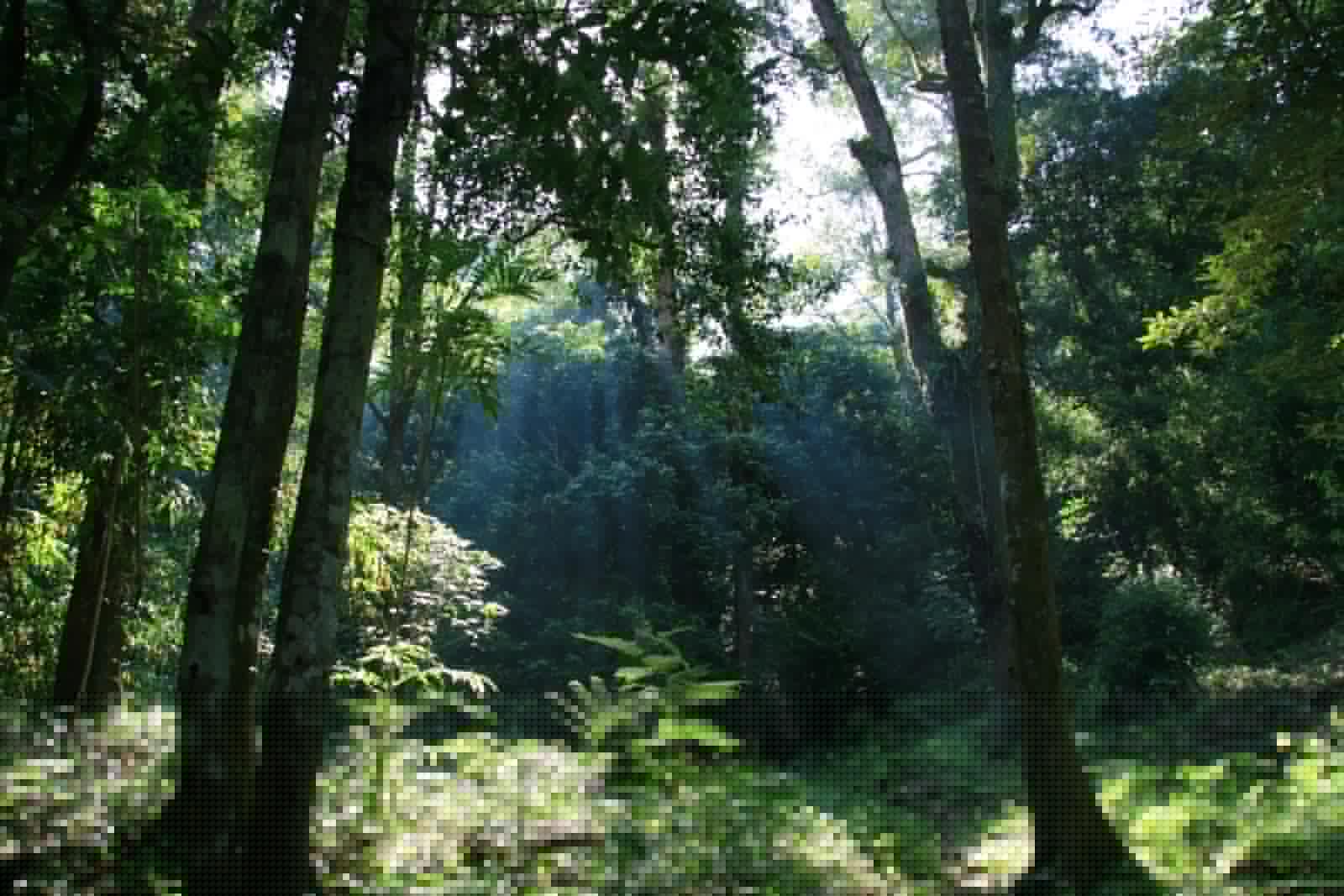 Full image of A jungle containing no lions.