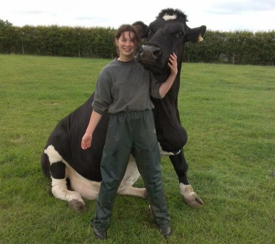 Cow brought up as a dog