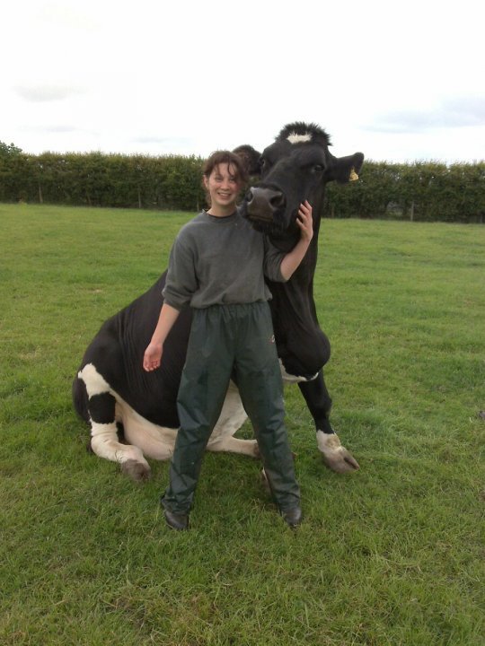 Cow brought up as a dog