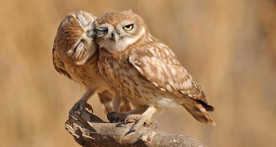 Owls in love