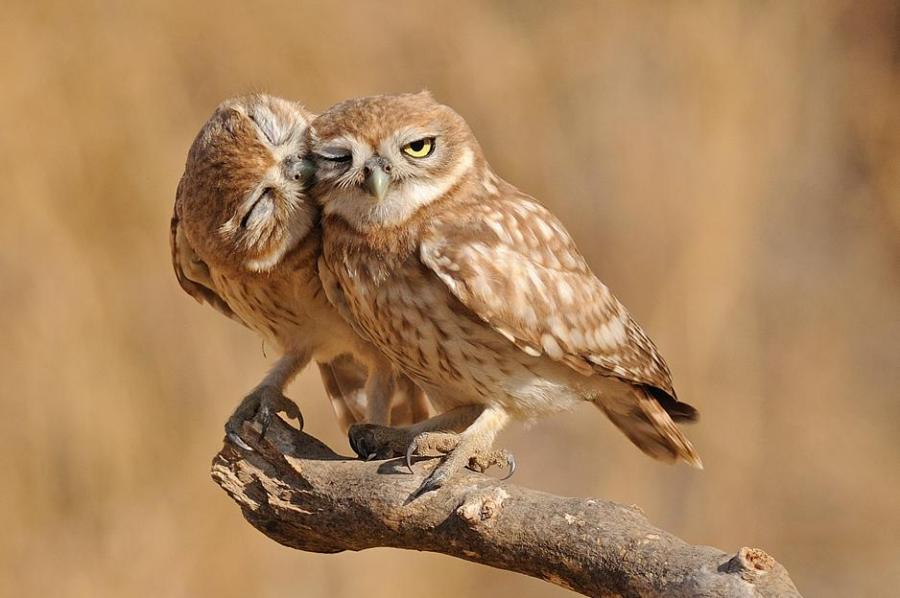 Owls in love