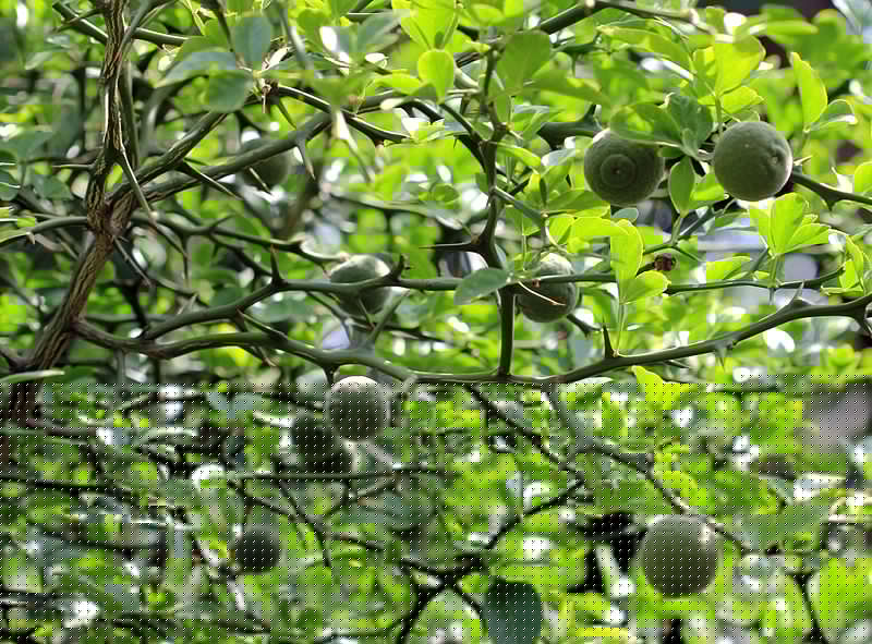 Full image of Bitter oranges growing in Prague (they don't naturally occur there; these ones are in a botanical garden).