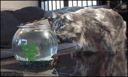 Flying shark toy scaring a cat.