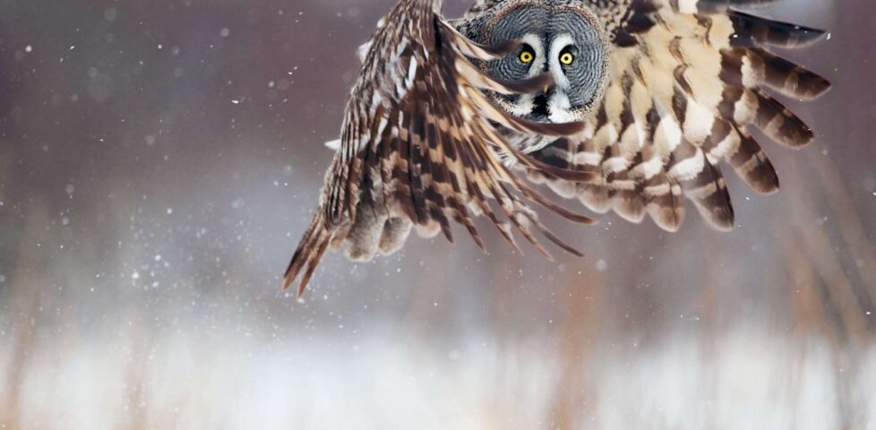 Owl in flight