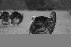 A wild turkey