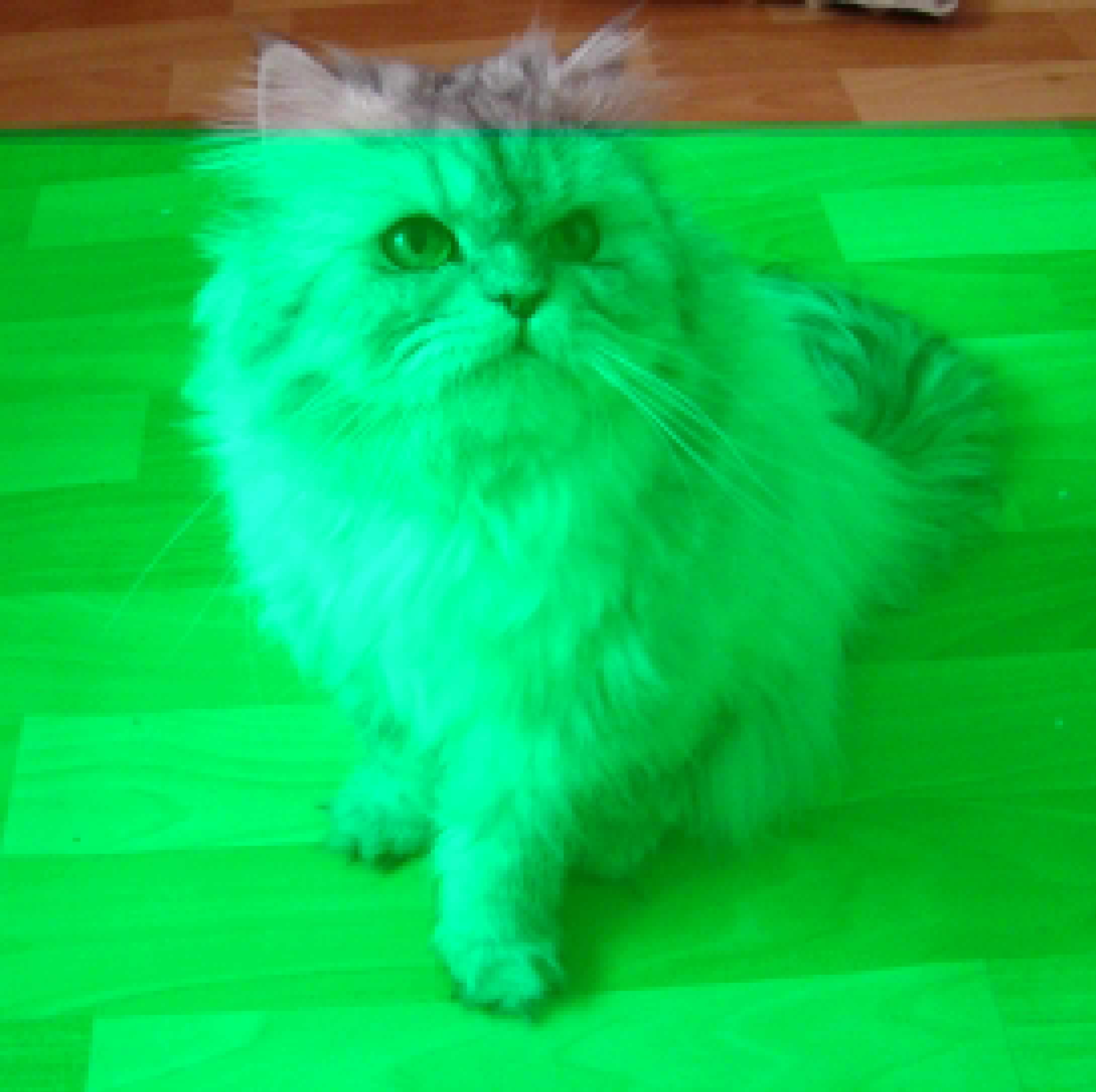 Full image of A Persian cat.