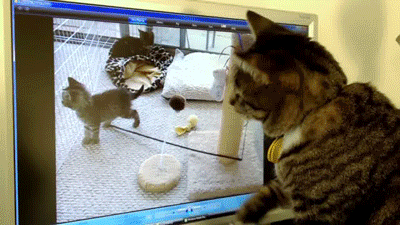 Cat pranked by video of another cat
