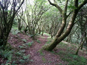 Woodland trail.