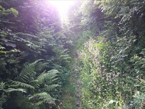 Overgrown trail.