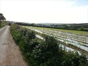Fields at the end of a geocache trail, near Croyde.