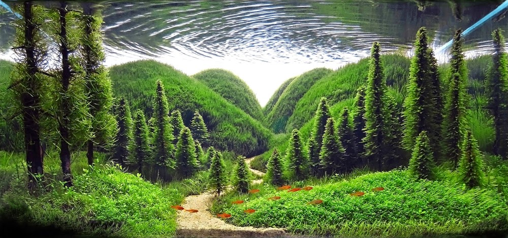 Confusing view from beneath the surface of a fish tank