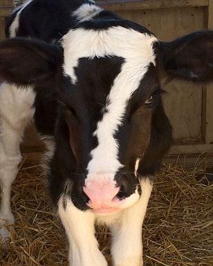 Cow with "7"-shaped marking on face