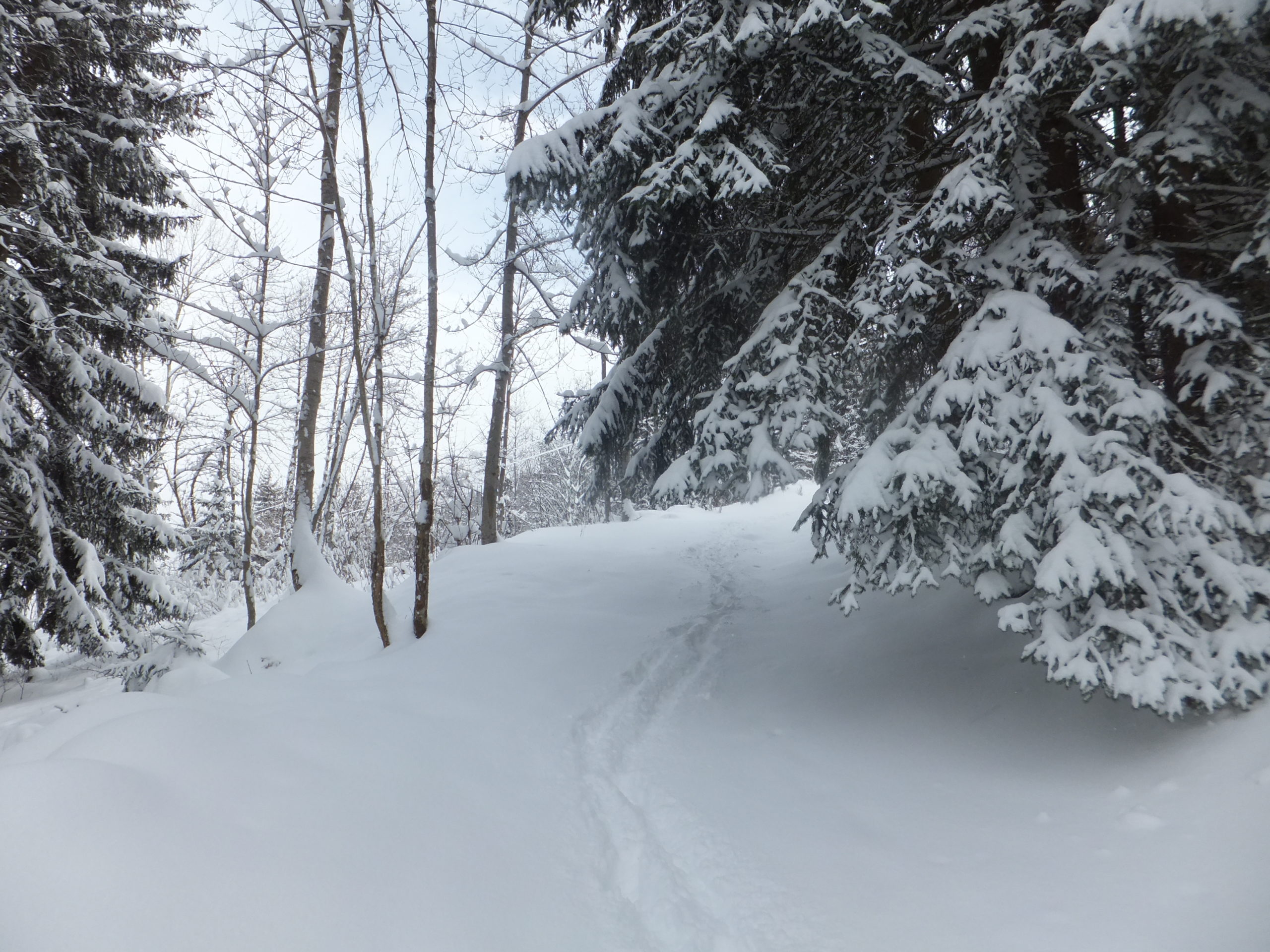 Full image of Spoiler: yes, this was a path. This photo was taken before I met the lost women and was still under my own solo navigational strategy.
