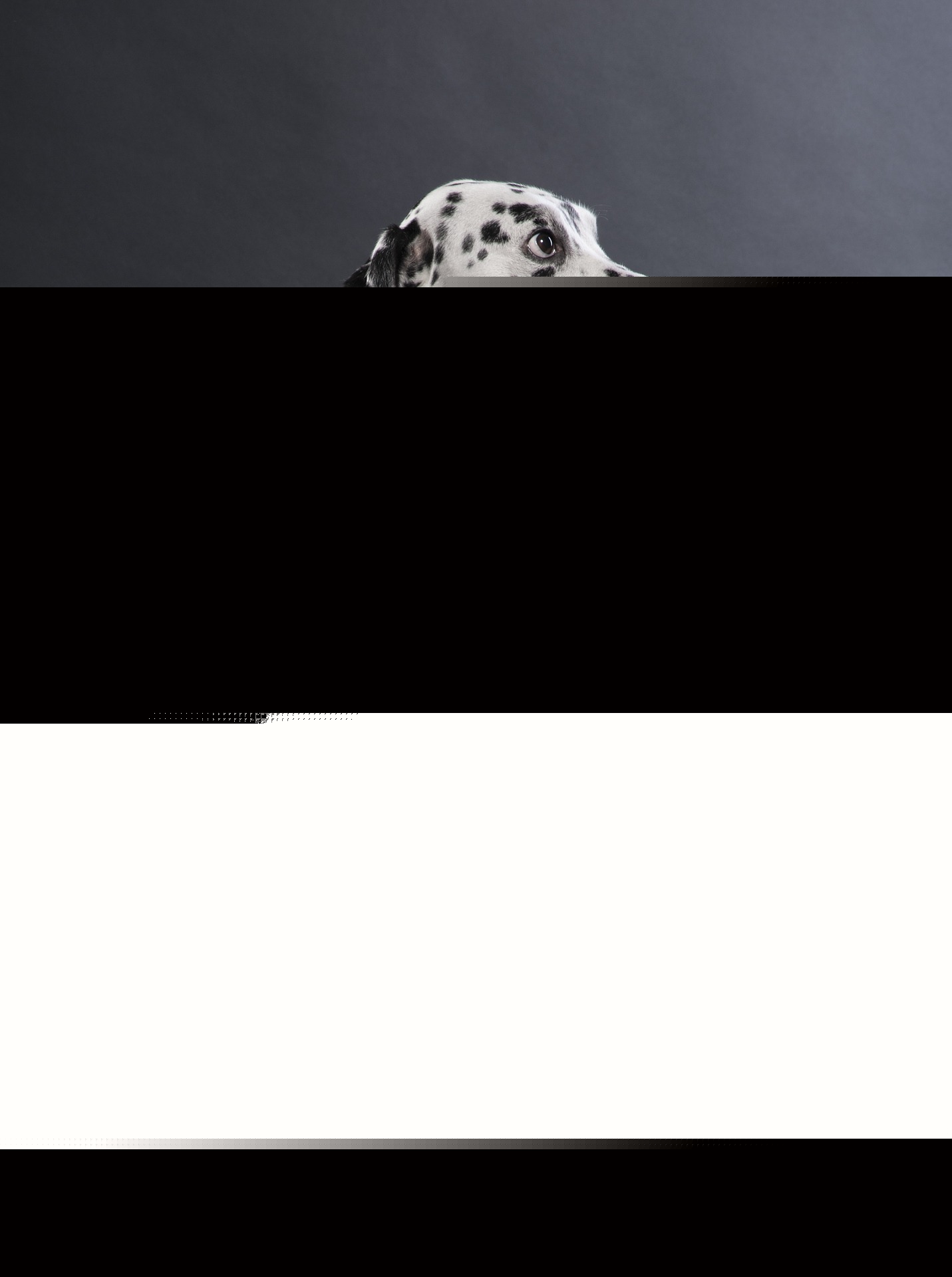 Full image of Dalmatian wrapped in barbed wire.