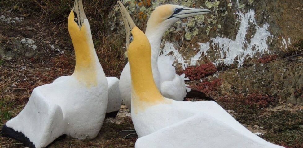 Nigel with his concrete decoy gannet