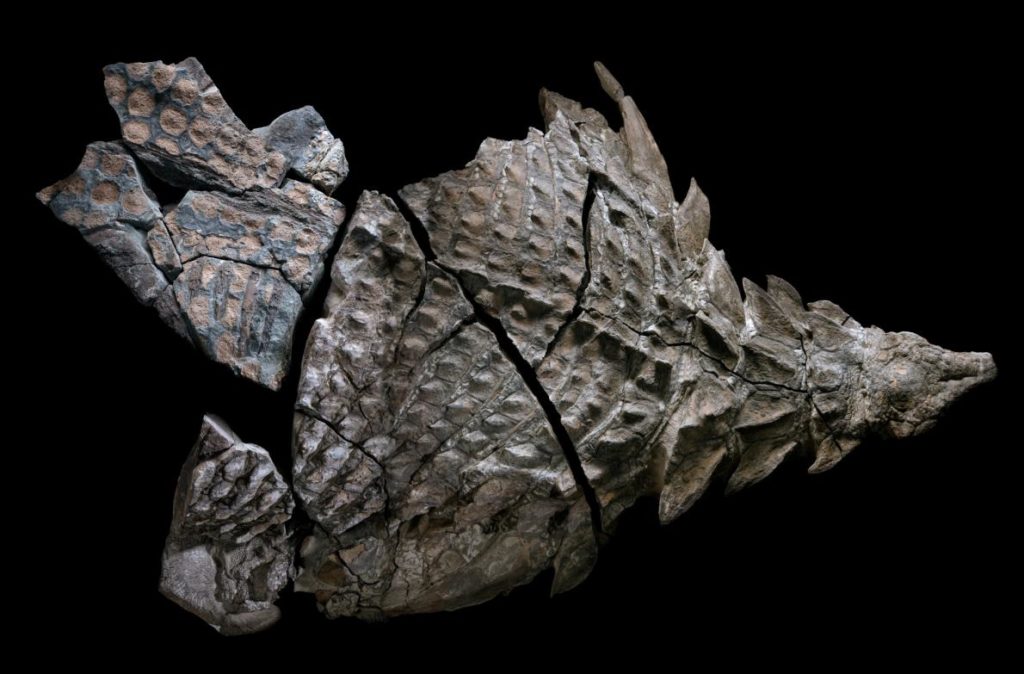 Nodosaur fossil