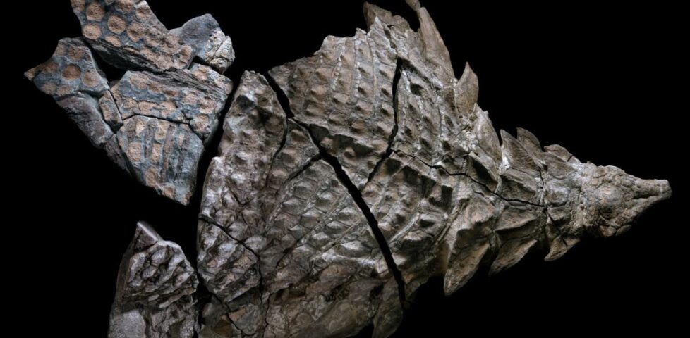 Nodosaur fossil
