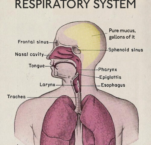 Image representing post: Understanding Your Respiratory System