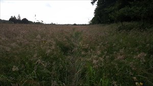 Cycle trail through the long grass.