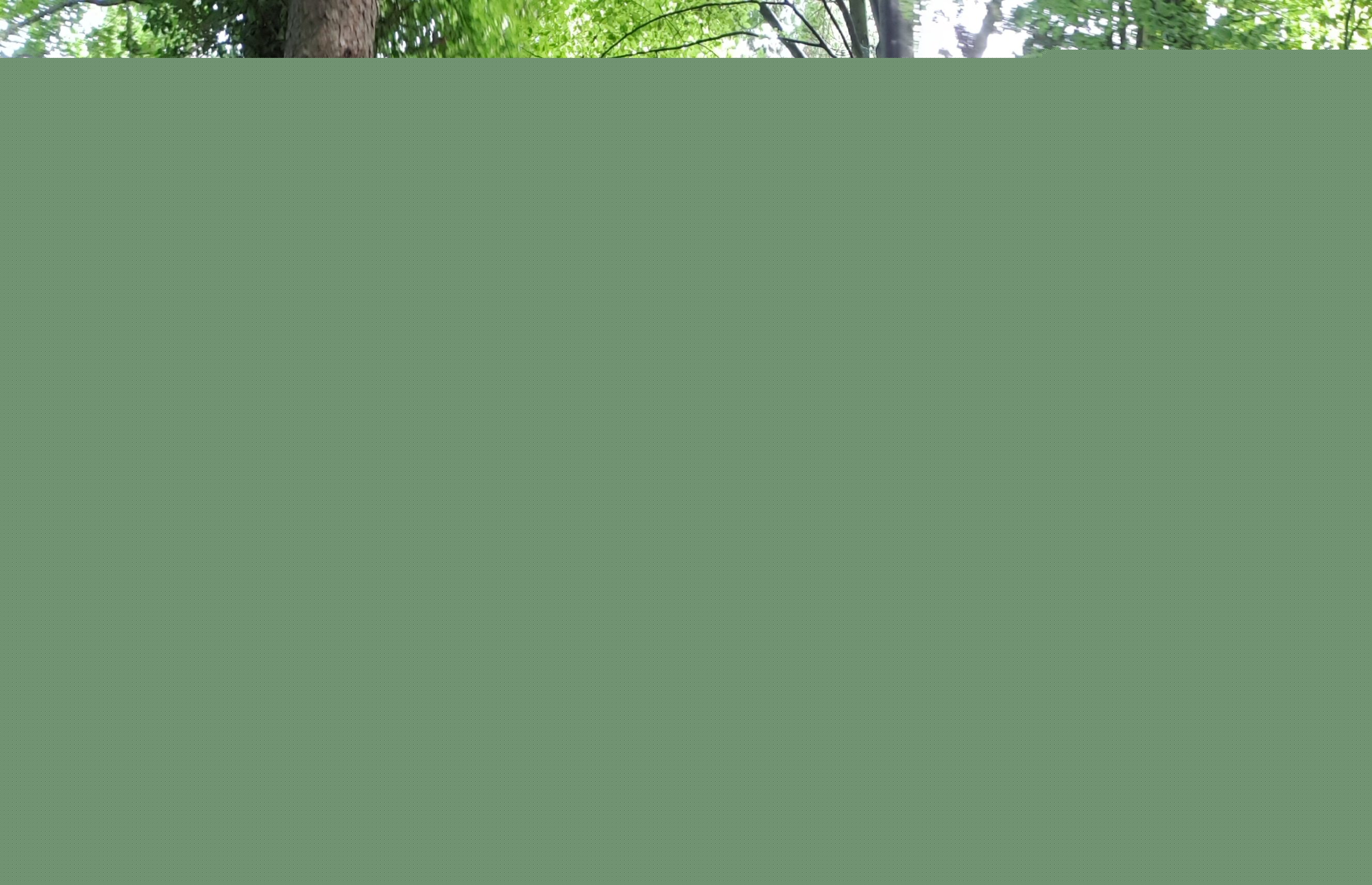 Full image of Dan in the woods
