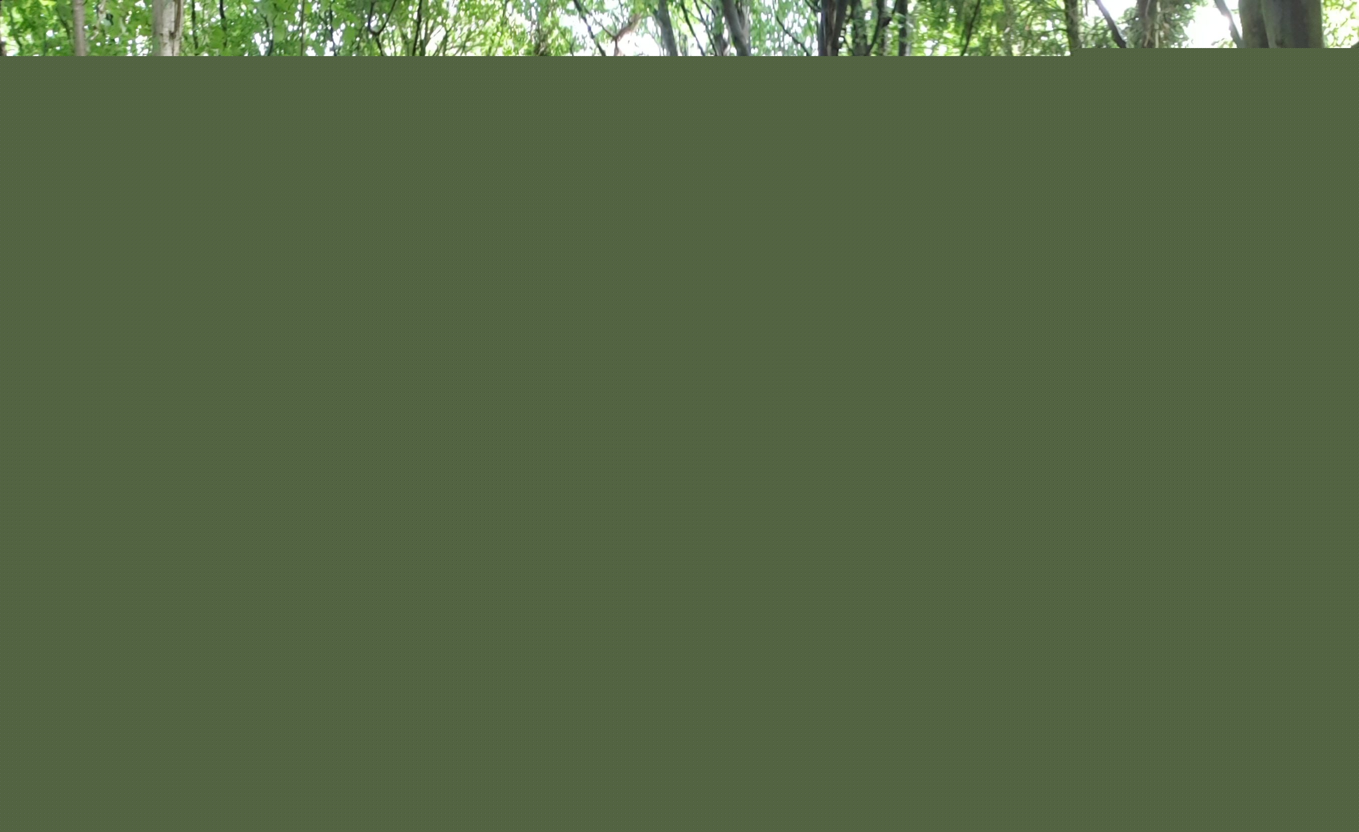 Full image of Dan near the forest.