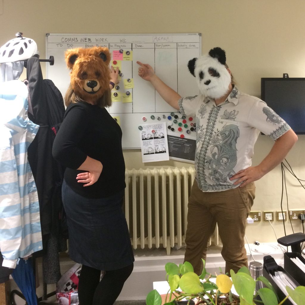 Bears in the office