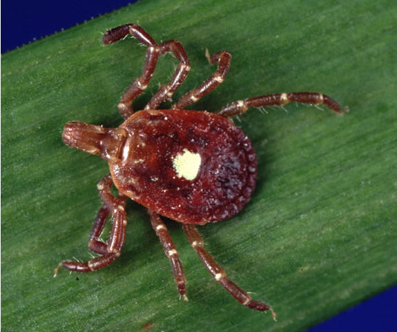 Lone star tick