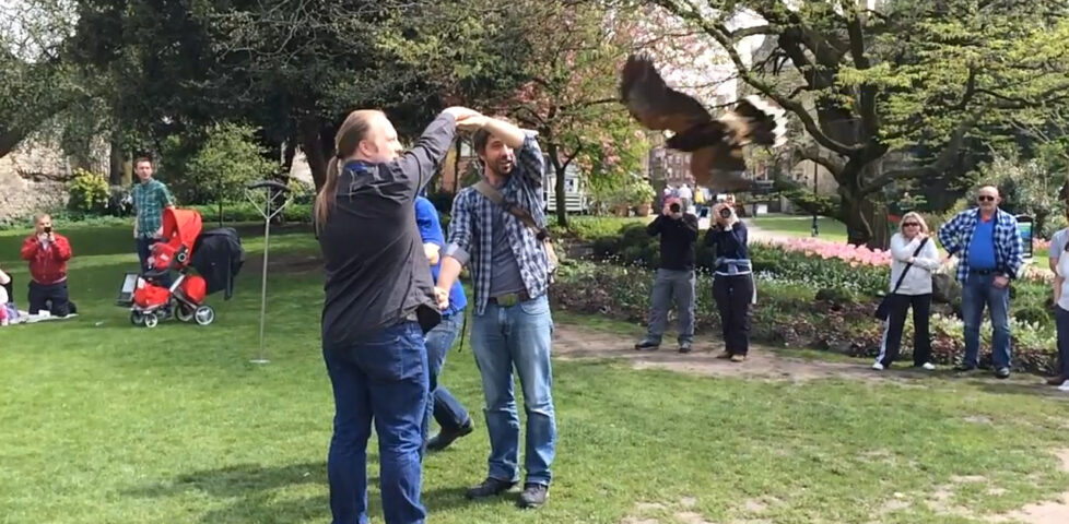 Image representing post: Harrier hawk flies between Dan's arms