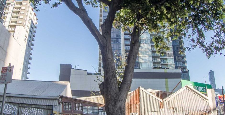 Image representing post: Emails to Melbourne's trees