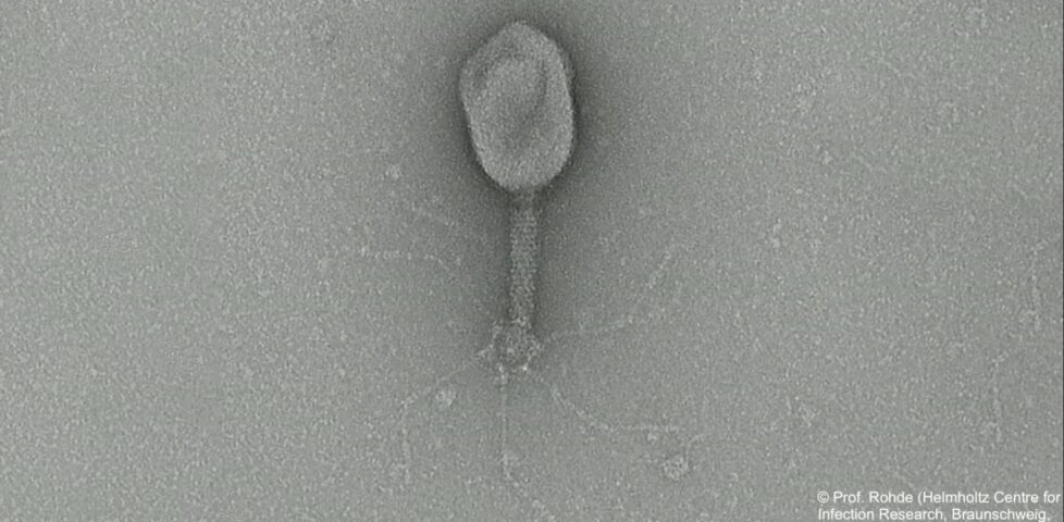Image representing post: Long-forgotten virus could help solve antibiotics crisis