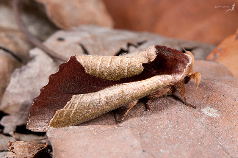 Uropyia meticulodina