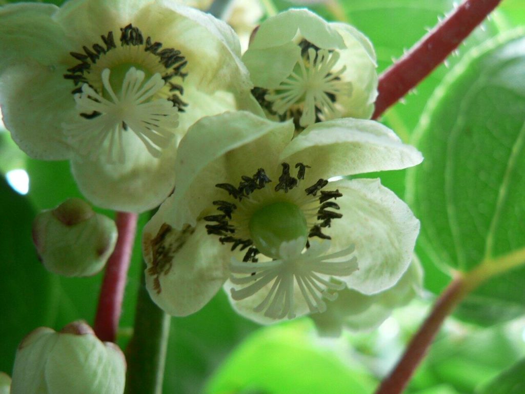 Kiwi flower