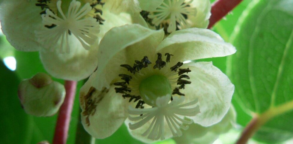 Kiwi flower