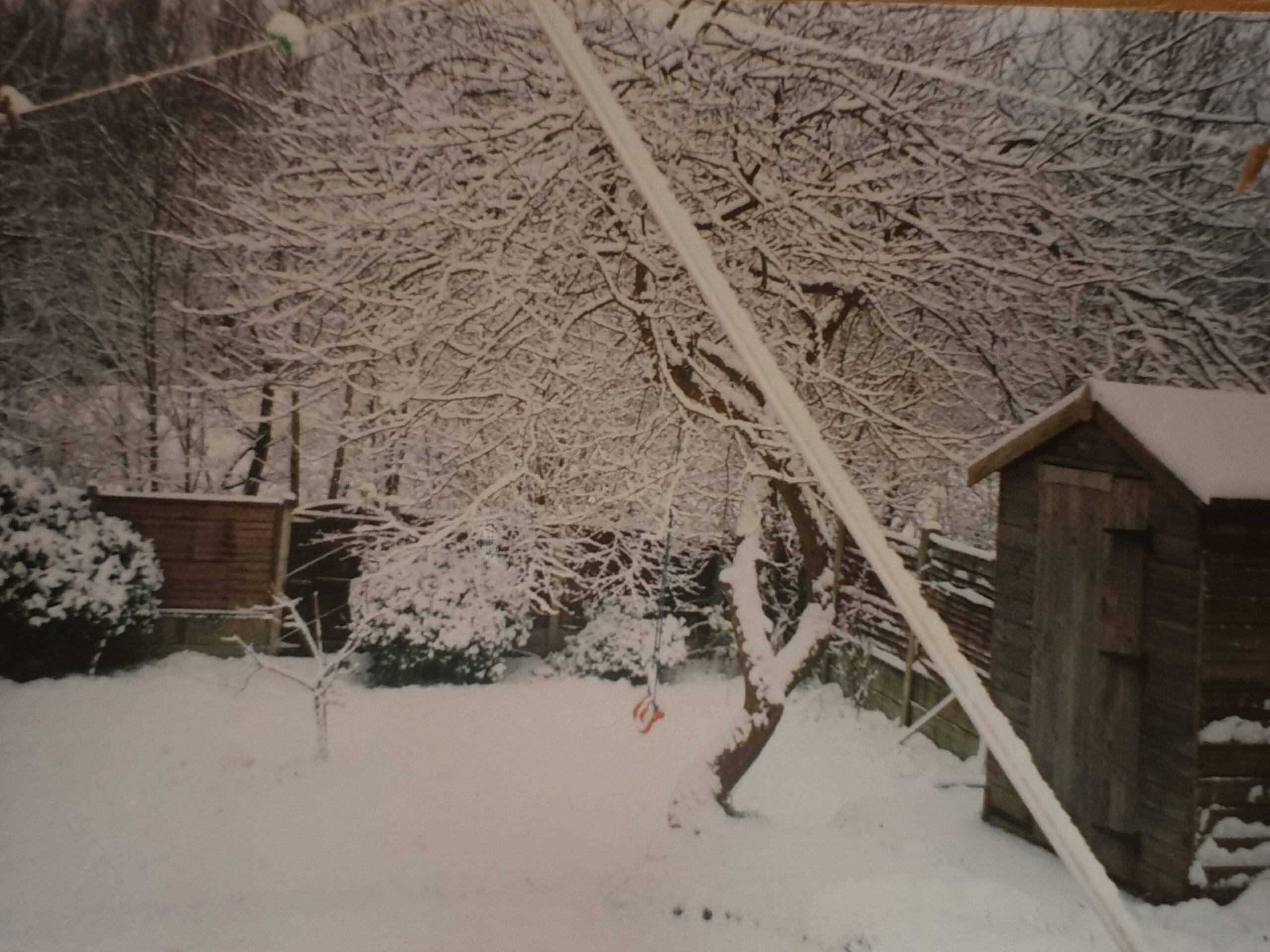 Full image of Snow in Dan's mother's garden