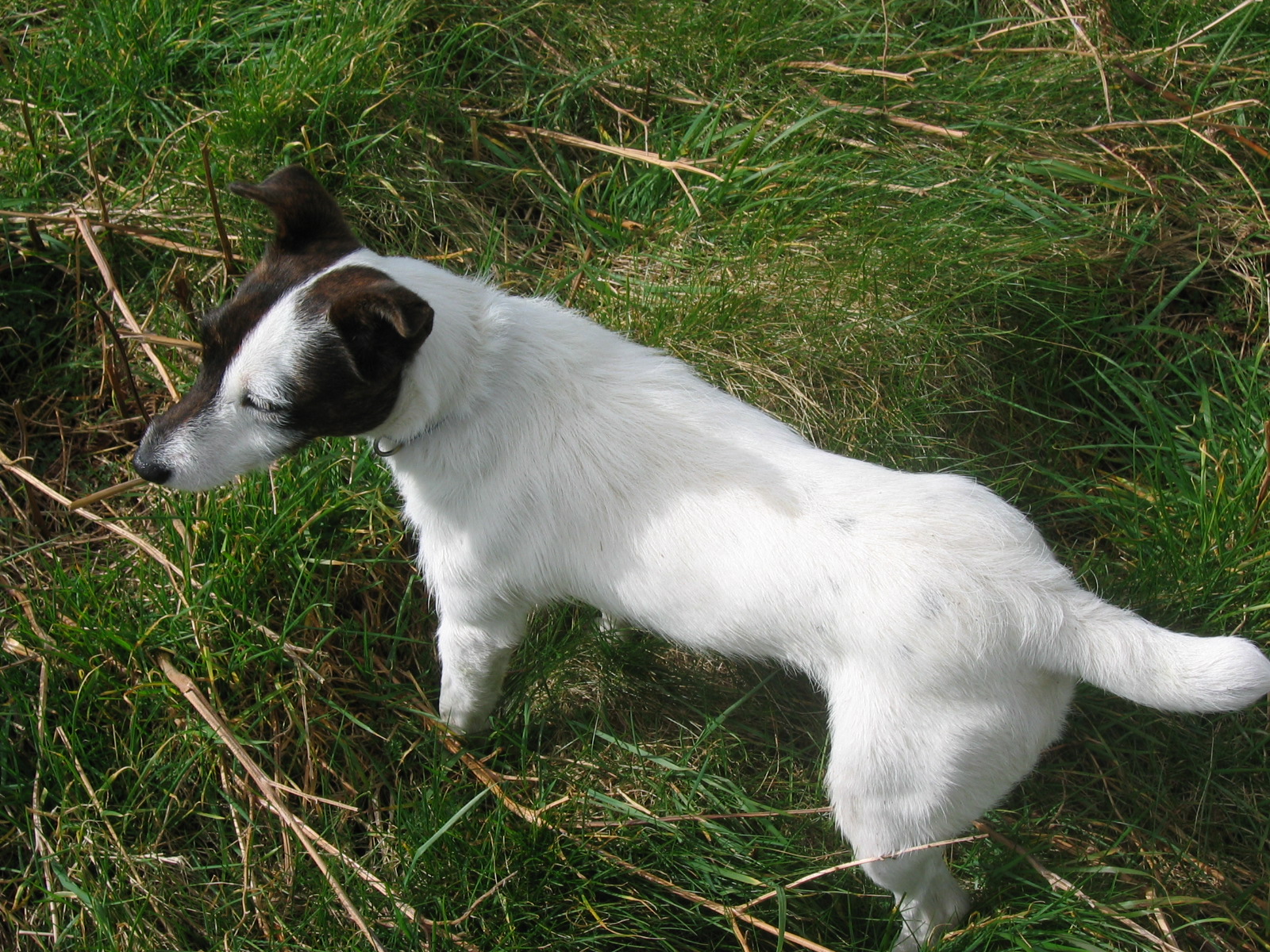 Full image of Timmy Troma, the dog we accidentally kidnapped