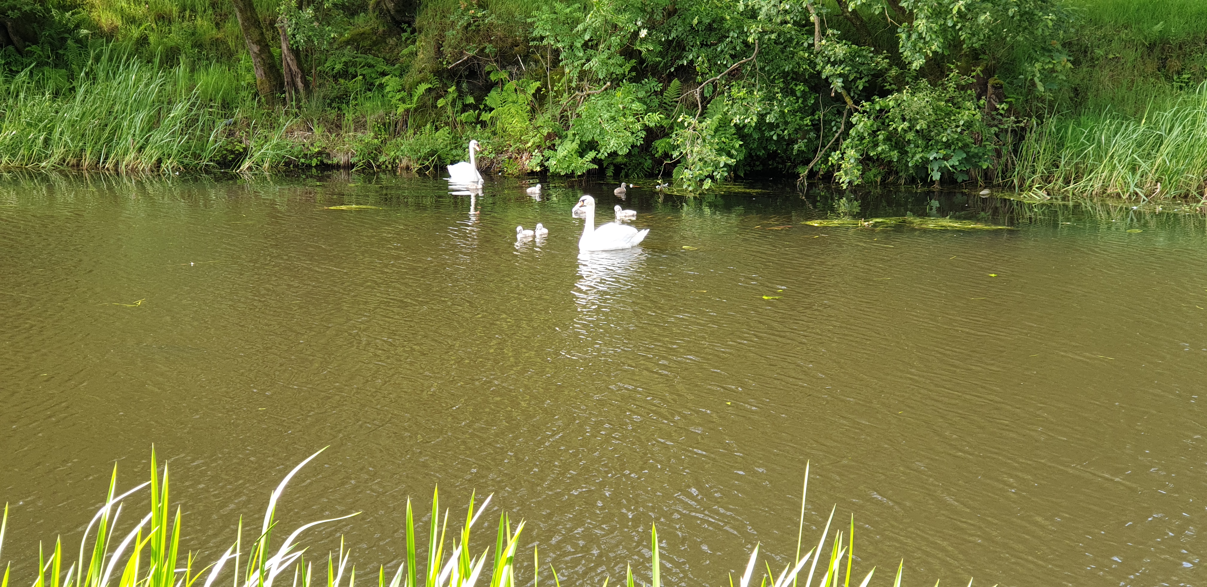 Full image of Swans and cygnets