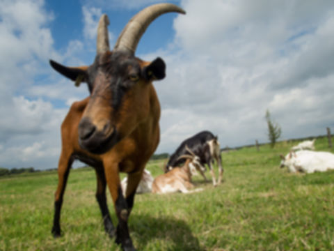 Image representing post: Goat LARP