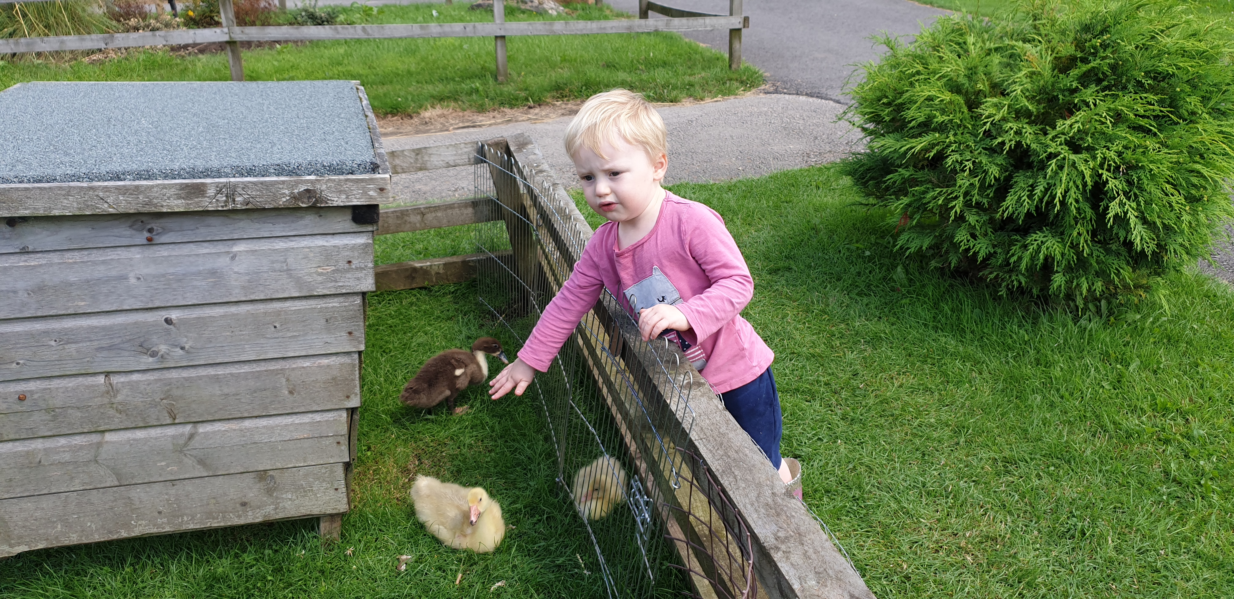 Full image of John pets a chick.