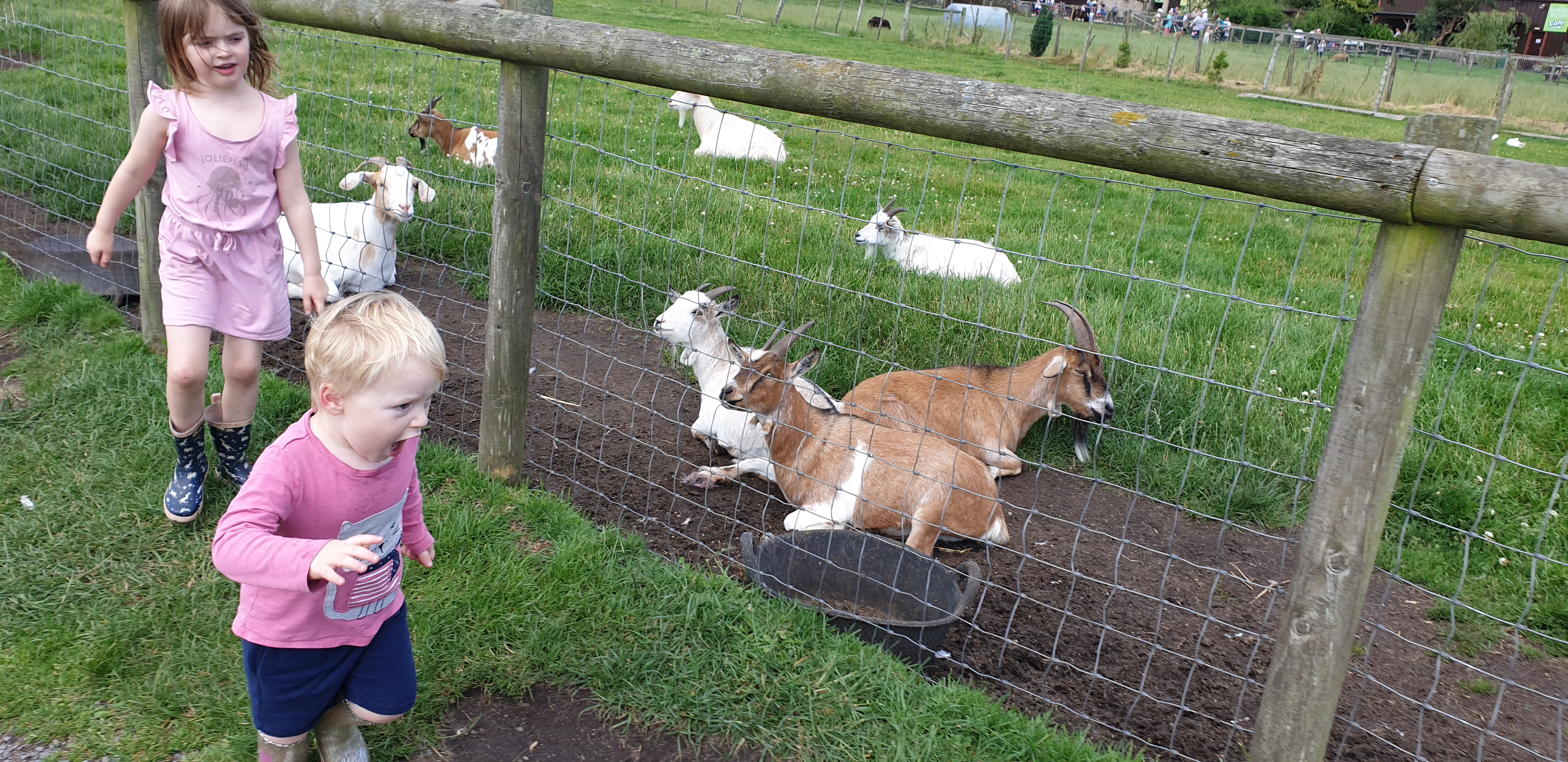 Full image of John runs past the goats #2.