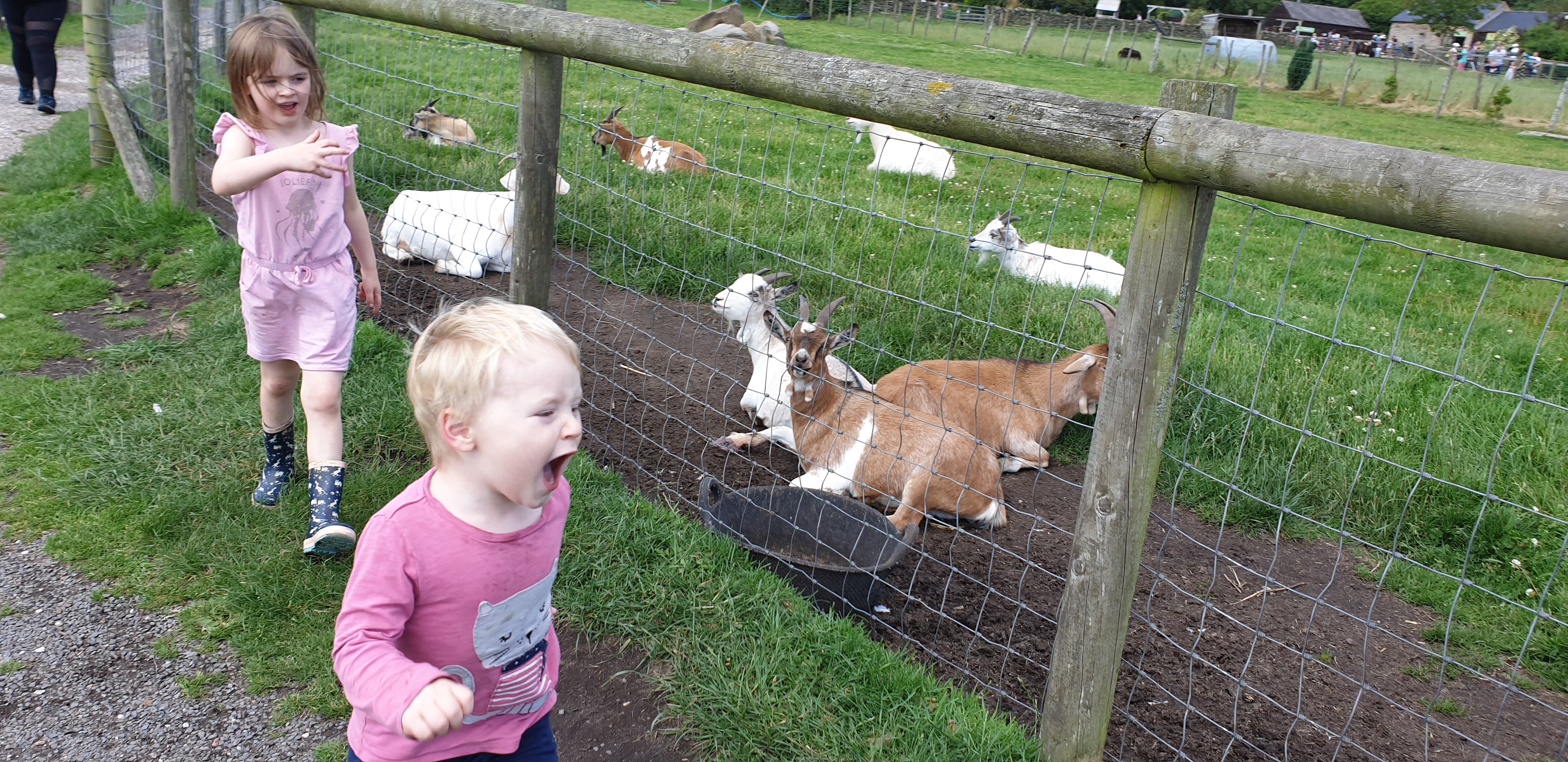 Full image of John runs past the goats #1.