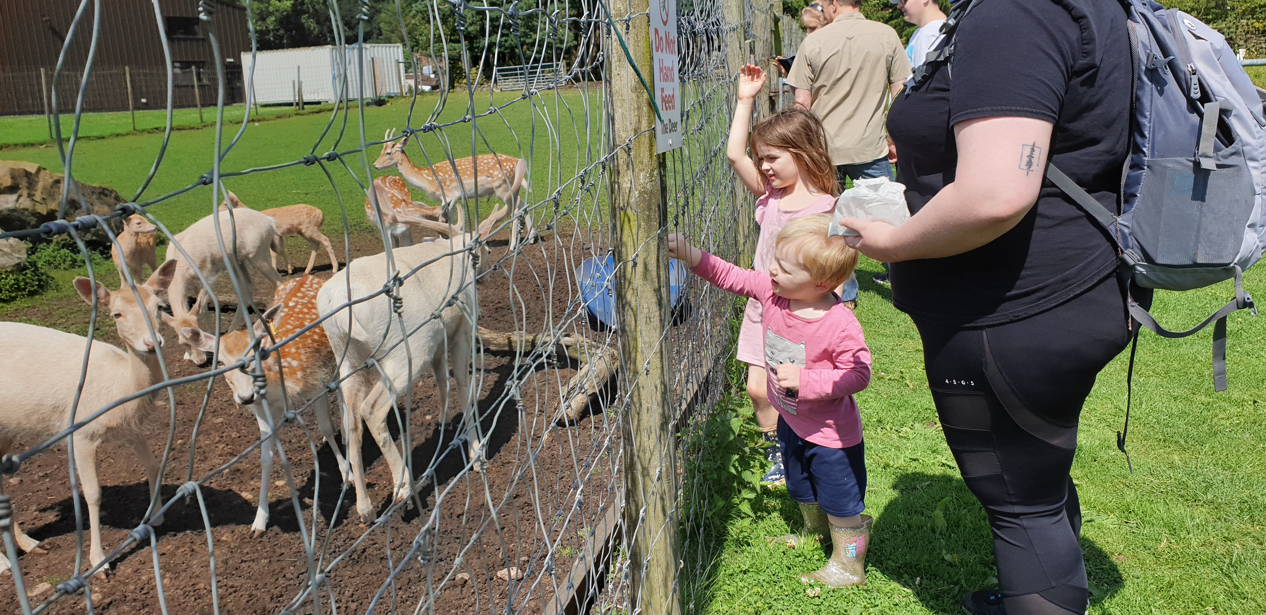 Full image of John and Annabel feed the deer.
