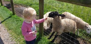 John feeds a sheep #2.