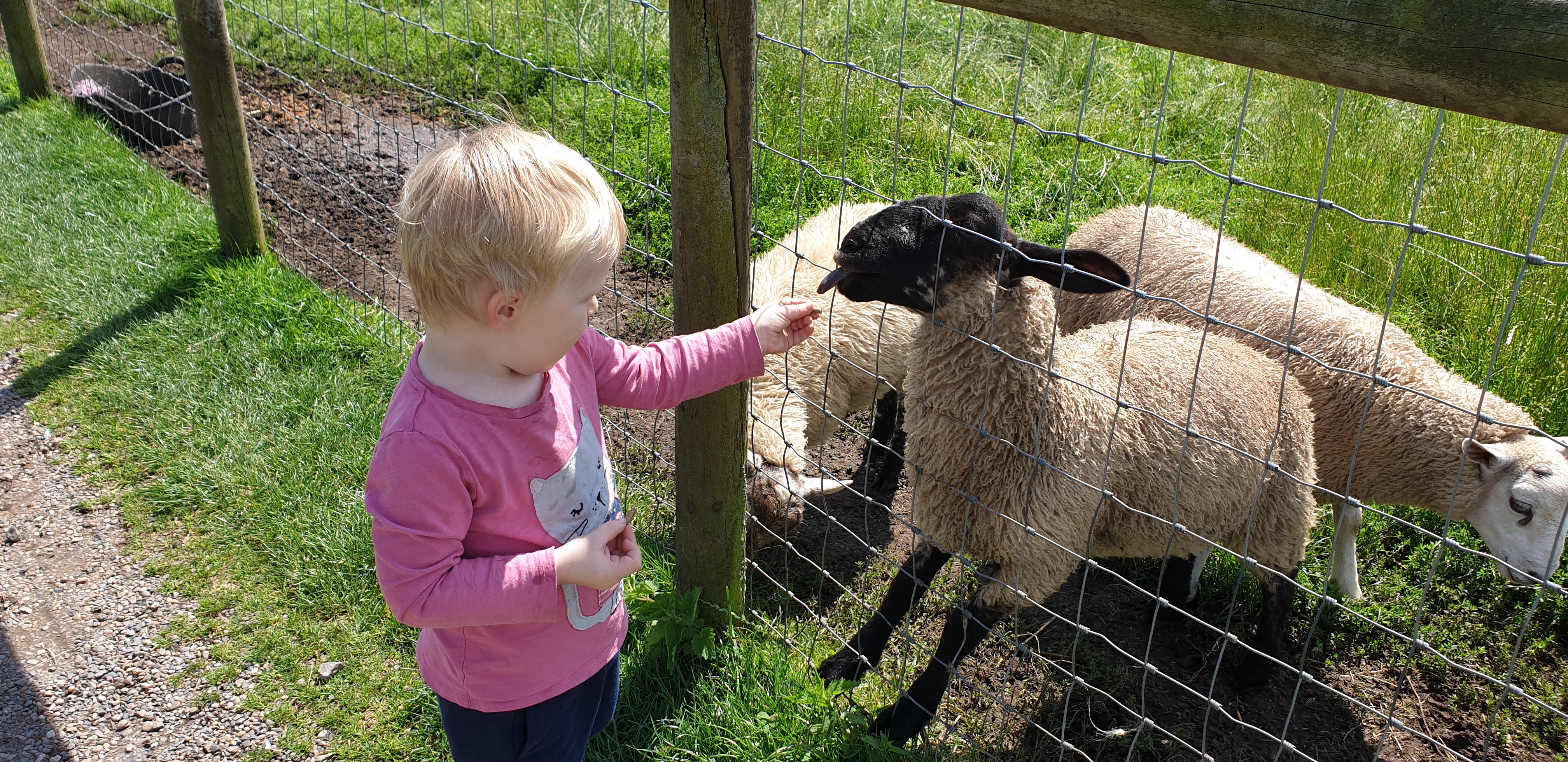 Full image of John feeds a sheep #2.