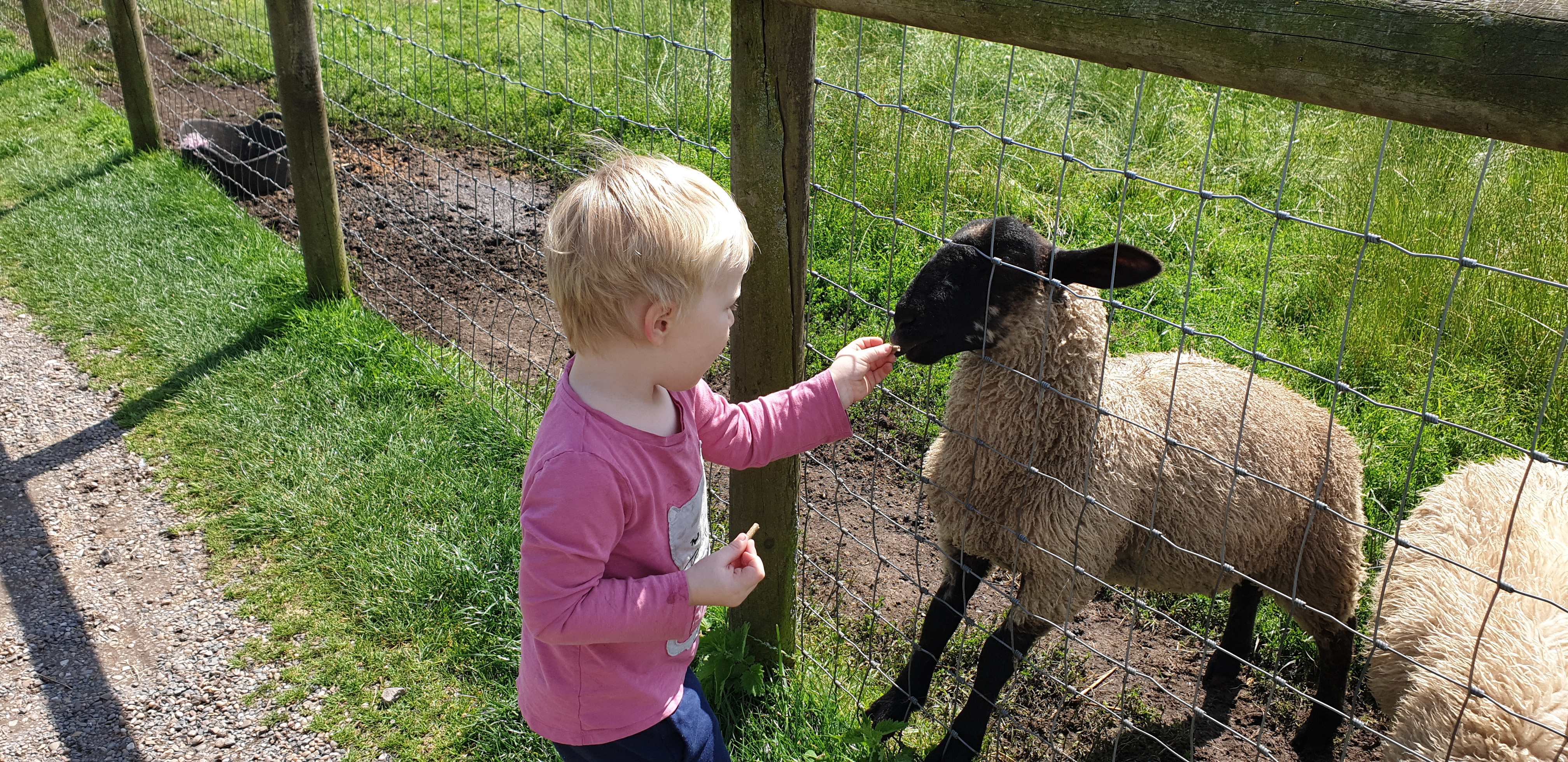 Full image of John feeds a sheep #3.