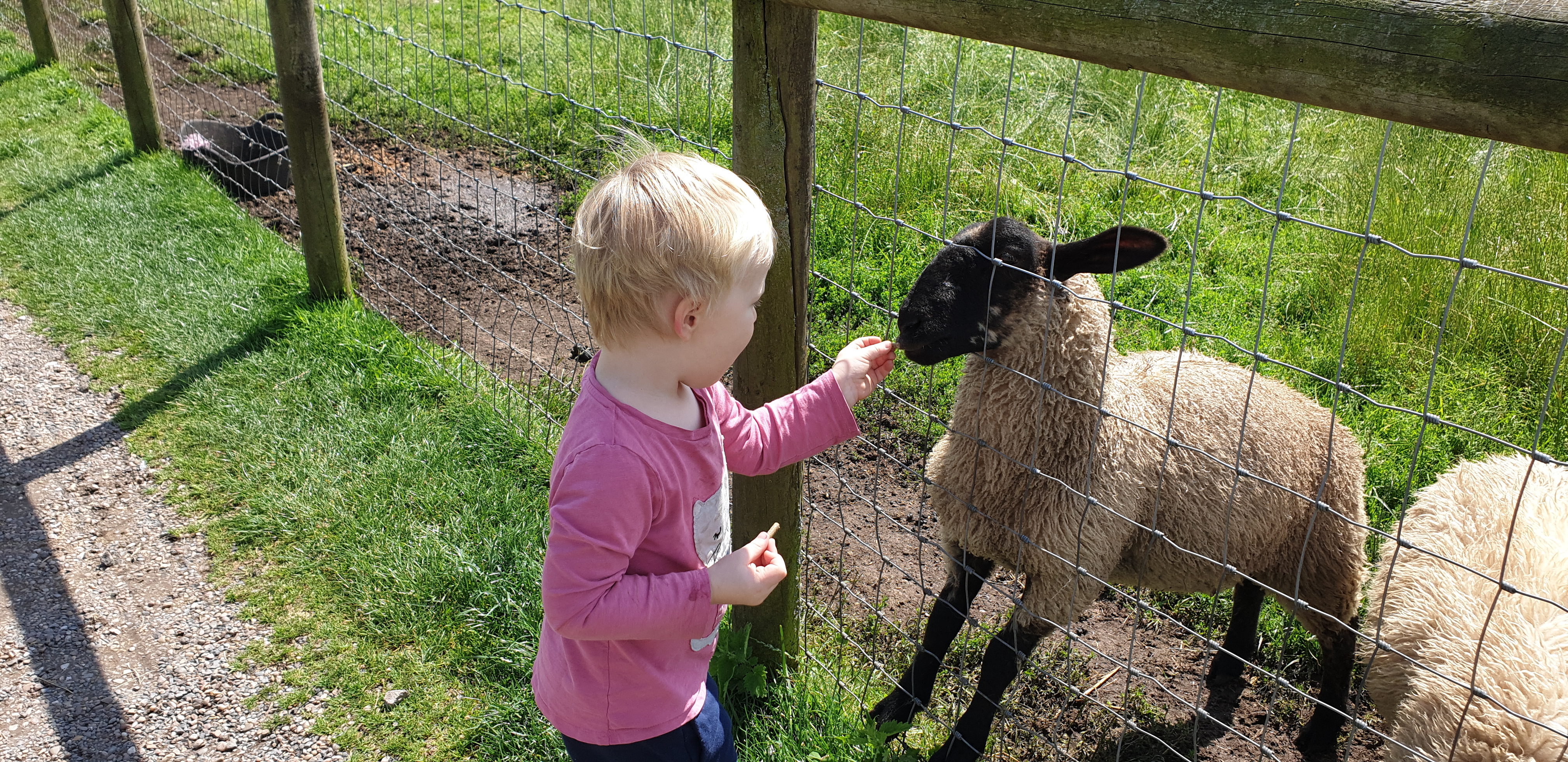 Full image of John feeds a sheep #1.