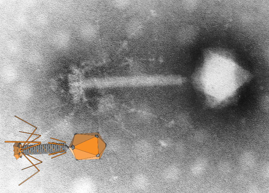 Full image of Electron microscope image of a bacteriophage alongside an illustration of the same.