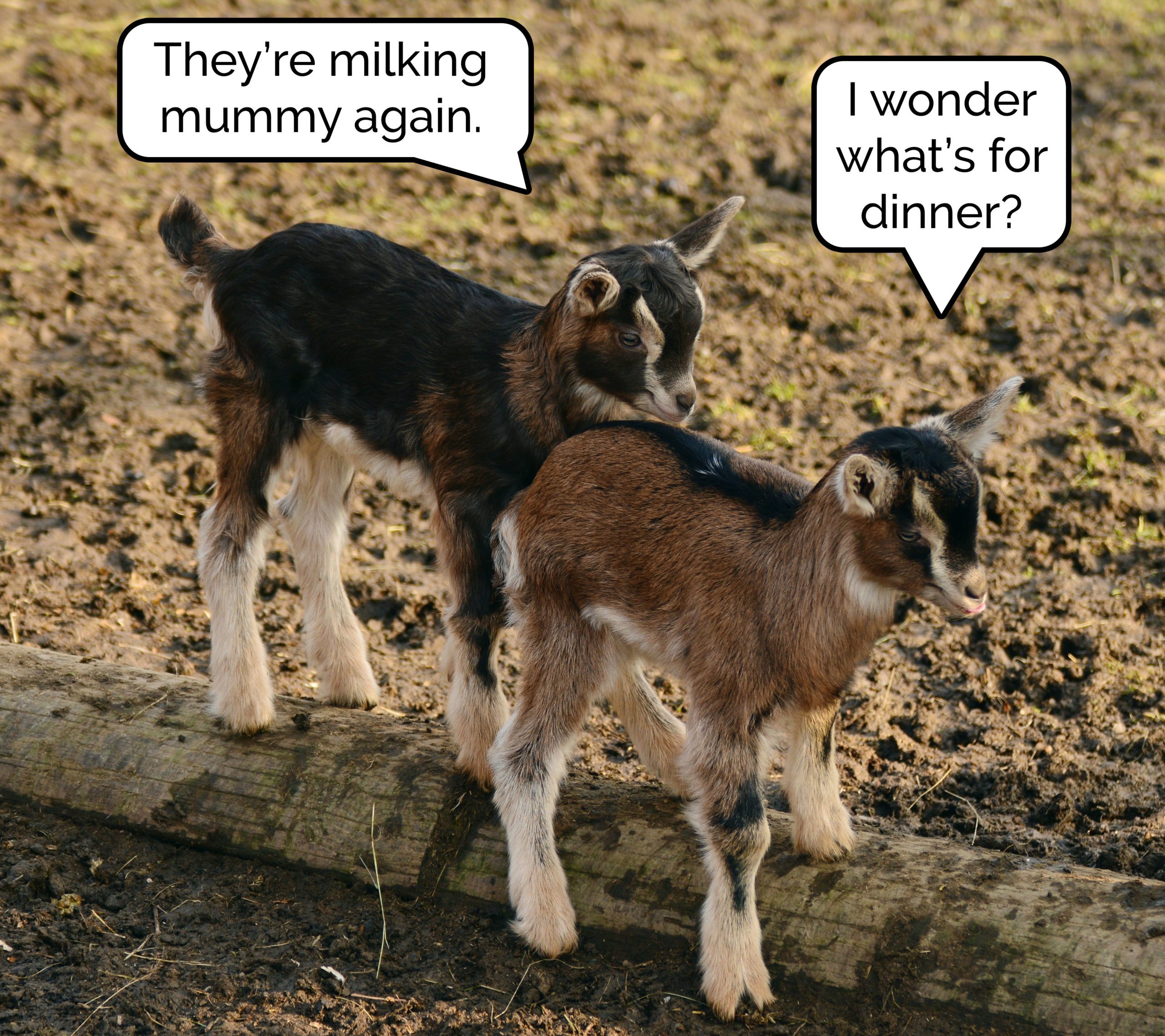 Full image of Two young goats talking. One observes that their mother is being milked. The other asks what's for dinner.